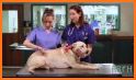 Vet Triage- check your pets he related image