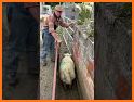 Sort Sheep Flock related image