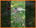 ReS48 - Cute Autumn Cats related image