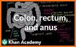 Anus Anatomy related image