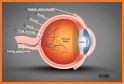 Anatomy Human Eye related image
