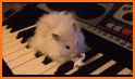 Piano-Fluffy Piano related image