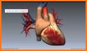 Heart 3D Anatomy related image