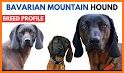 Bavarian Mountain Hound CD13 related image