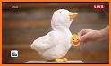 My Special Aflac Duck related image