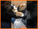 adopte pet baby related image