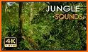 Jungle Sounds - Nature Sounds related image