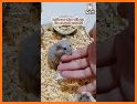 Hamster Biter related image