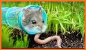 Hamster Way: Hamster Kombat related image