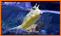 The Cowfish related image