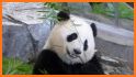 Panda's Bamboo Adventure related image