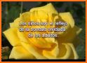 Frases Bonitas con Flores related image