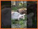 Shoot Couple Animals related image