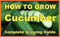 Cucumber related image