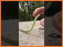 Animal Egg Rush related image