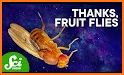 Fruit Flight related image