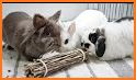 My Pet Bunny Simulator: Cute Bunny Pet Games related image