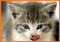 Cats Quiz related image