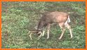 Whitetail Deer Calls That Work related image