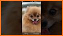 Pomeranian Dog Wallpapers HD related image