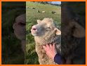 Let sheep love related image
