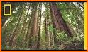 Red Woods related image