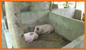 Pig Pens related image