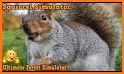 Squirrel Simulator related image
