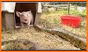 Pig Pens related image