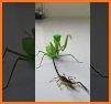 Scorpion Wildlife Insect Venom related image