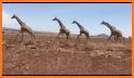 Giraffe Run! related image