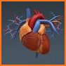 My Heart Anatomy related image