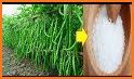 tips cara merawat tanaman cabe yang baik dan benar related image