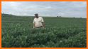 Midwest Cover Crops Field Scout related image