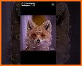 Fox Wallpaper related image