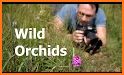 EcoGuide: Russian Wild Flowers related image