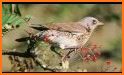 Birds of Europe: Identification, habitat, calls related image