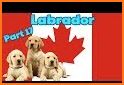 Labrador Simulator related image