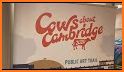 Cows About Cambridge 2021 related image