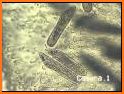 Paramecium Camera related image