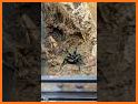 Spider Den related image