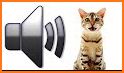 Cat Sounds - Meow Noises related image