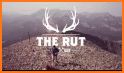 Rut Mountain Runs related image