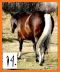 Horse Coat Colors Quiz related image