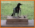 Kila: The Smart Crow related image