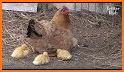 Cherished Baby Chick Escape - JRK Games related image