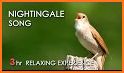 Nightingale Sounds related image