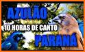 Azulão Canto Paraná |Completos related image