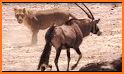 Wildlife - animal attacks videos related image