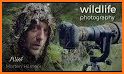 Wild Animals in Photo related image